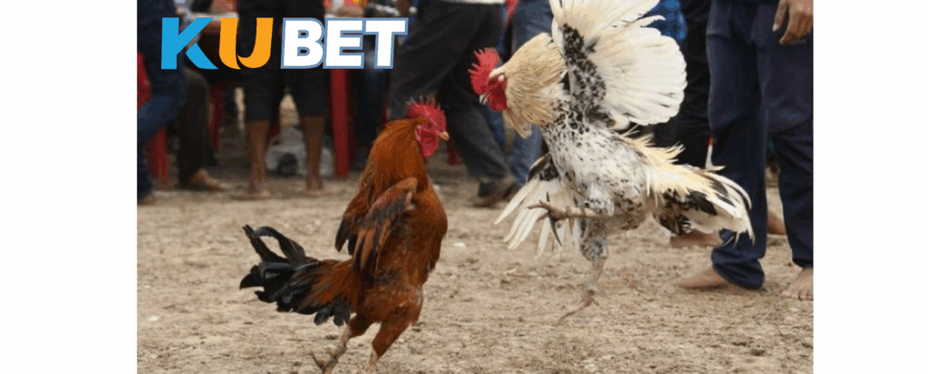 pr8755 - đá gà thomo